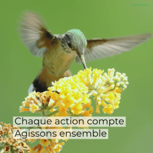Action climat : chaque geste compte #colibri