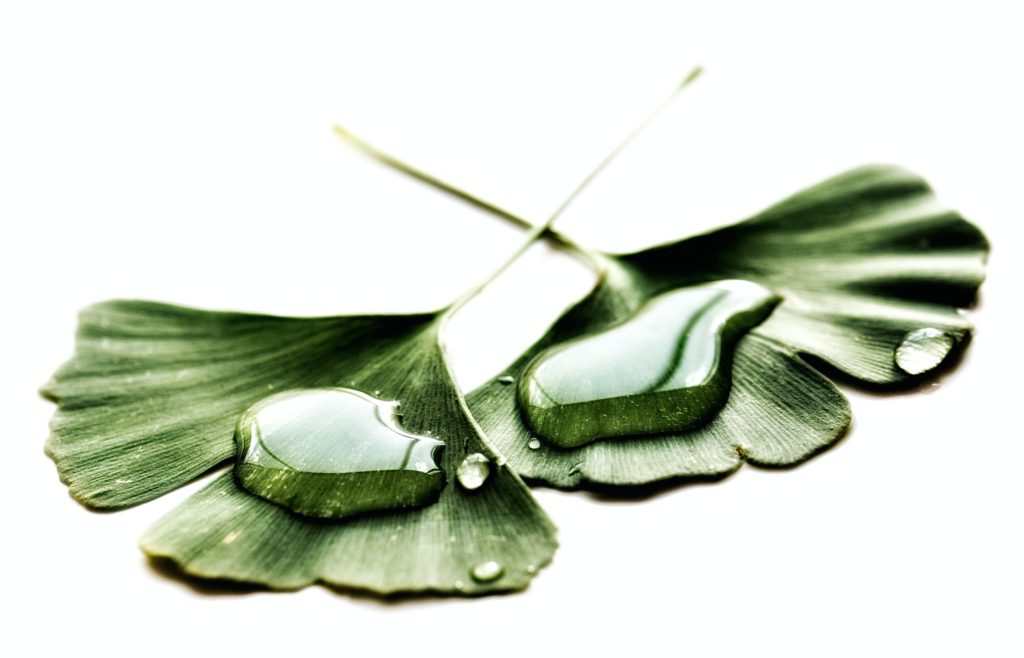leaves with a drop a water